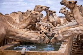 I drank  Camel URINE Trying Street Food in Somaliland