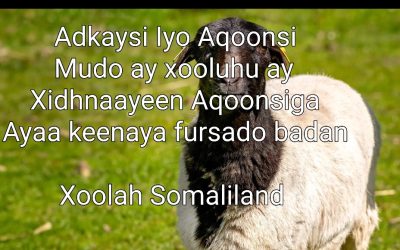 Adkaysi Iyo Aqoonsi: Xoolaha Somaliland oo aqoonsi la’aan u xayirnaa ayaa aqoonigu keenay rajo