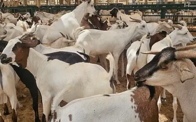 Indian goats flown to UAE ahead of Eid Al Adha, prices from Dh800 : although residents are also enquiring about Somali goats..