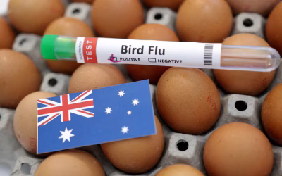 Australia confirms first H5N1 bird flu case in local seabird; dead seal tested