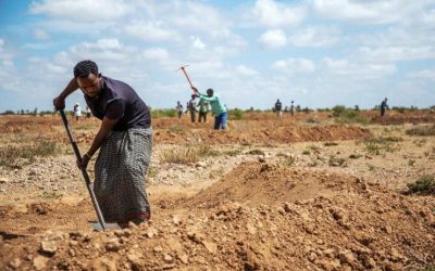 Harnessing Somaliland’s extreme floods to re-green the deserts with grasses