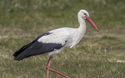 White Stork Travels 5,515 Kilometres From Poland, Dies in Somaliland